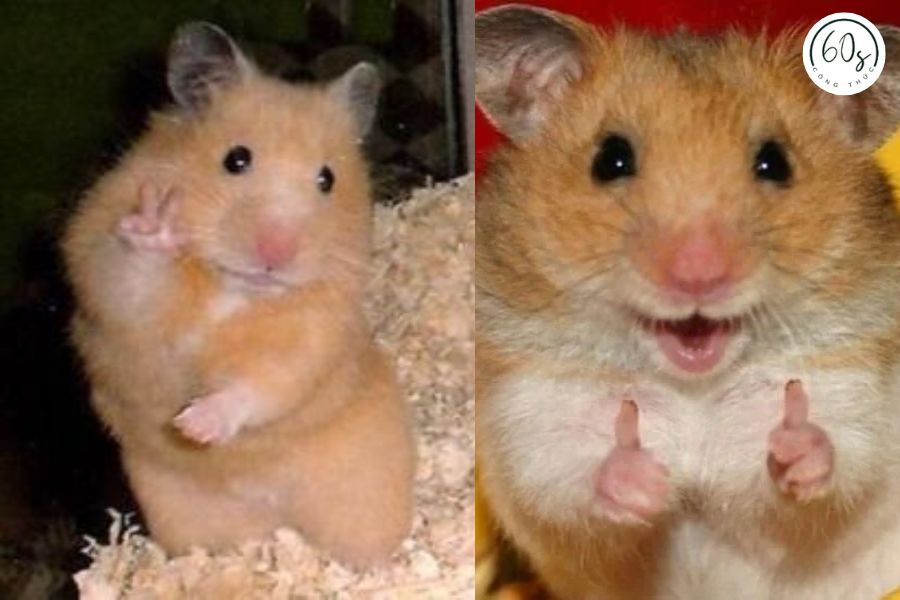 Ảnh meme chuột hamster 2