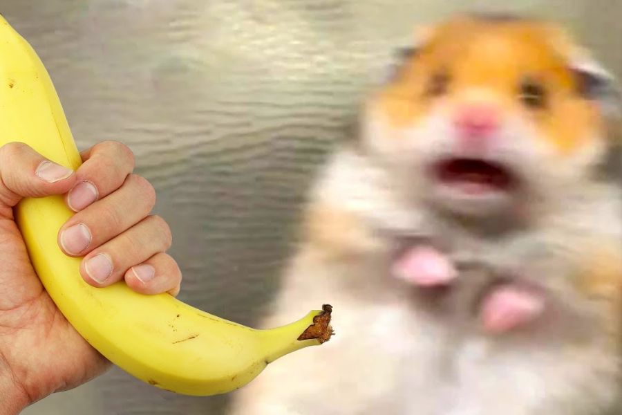 Ảnh meme chuột hamster 3