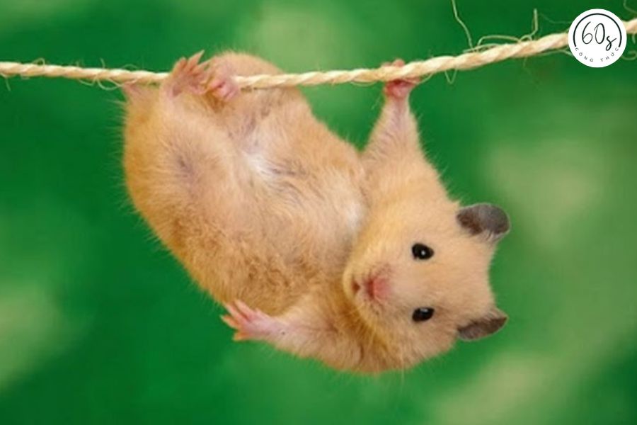 Ảnh meme chuột hamster 1